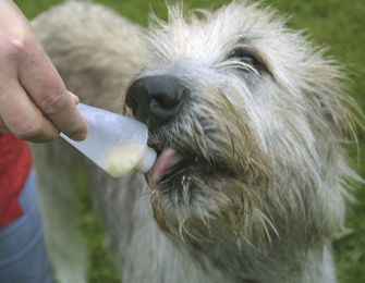 Origin Outdoors Tub de presare Tub de presare Hrană de antrenament reîncărcabilă pentru câini, 2 buc 200 ml
