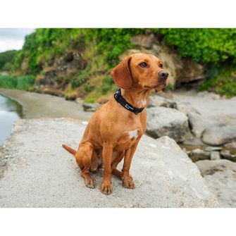 Zgardă pentru câini Mountain Paws, neagră